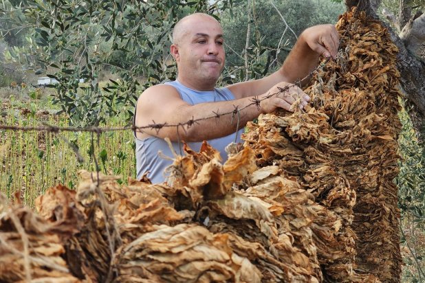 مزارعو التبغ في جنوب لبنان يخسرون مصدر عيشهم بفعل الحرب