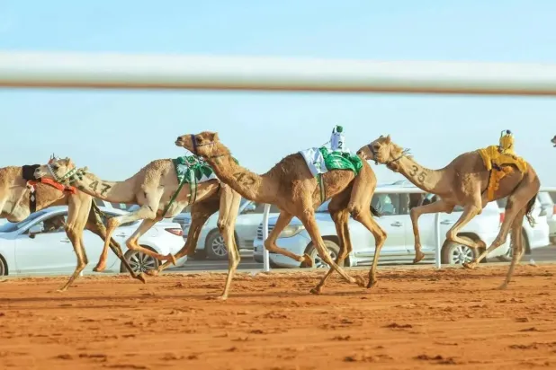 مهرجان خادم الحرمين للهجن ينطلق اليوم بمشاركة عالمية