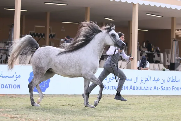 «مربط عذبة» يضع بصمته «الذهبية» على «مهرجان سلطان العالمي»