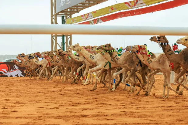 مهرجان الملك للهجن: الملاك السعوديون يهيمنون على الأشواط الافتتاحية