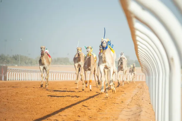 طويق… أول مطية عمانية تتوَّج بكأس في مهرجان خادم الحرمين للهجن