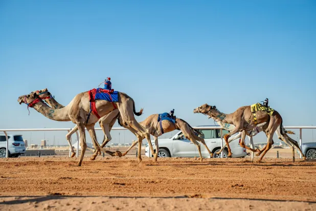 الأربعاء… الحفل الختامي لمهرجان خادم الحرمين الشريفين للهجن